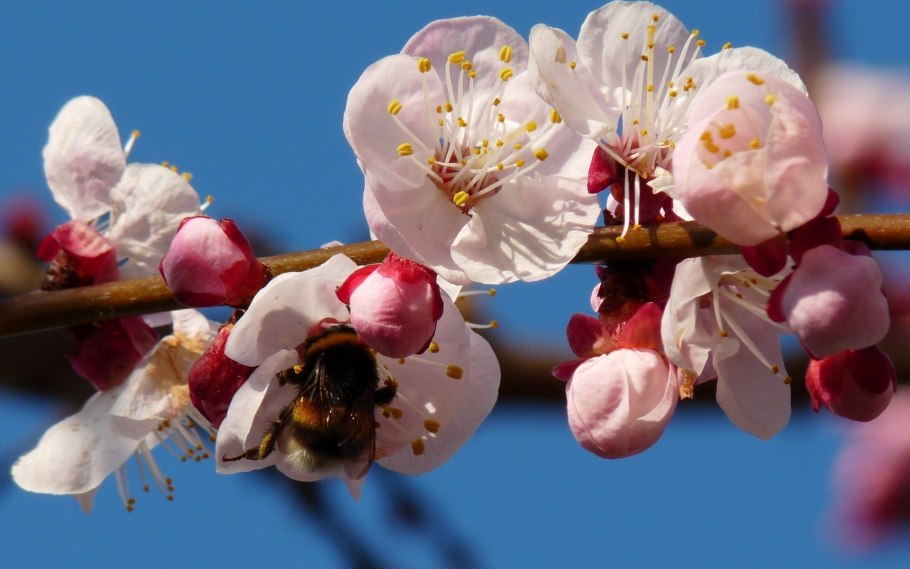 Опыление яблони