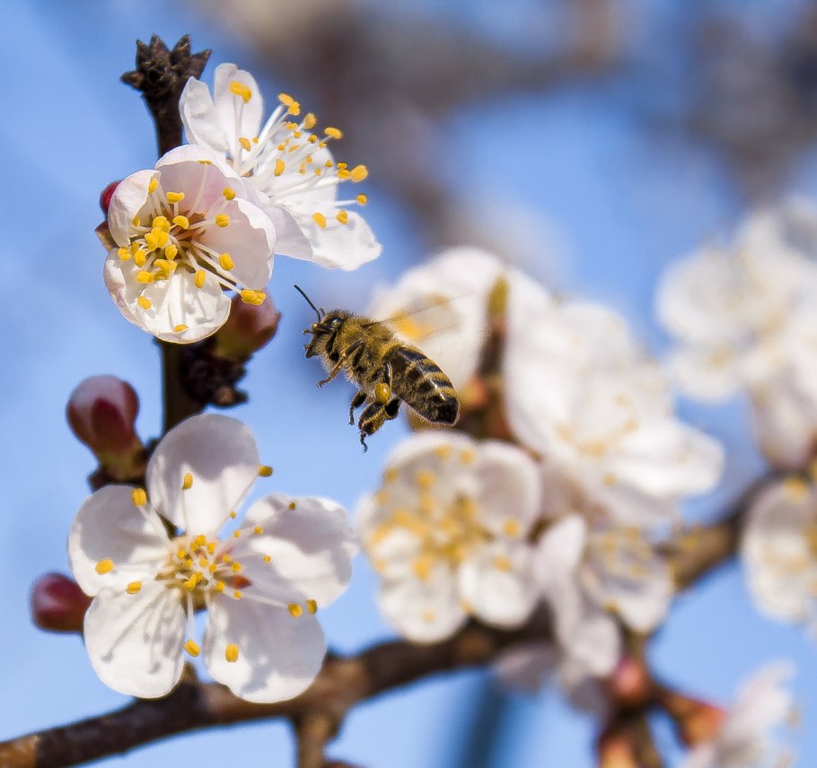 Опыление вишни