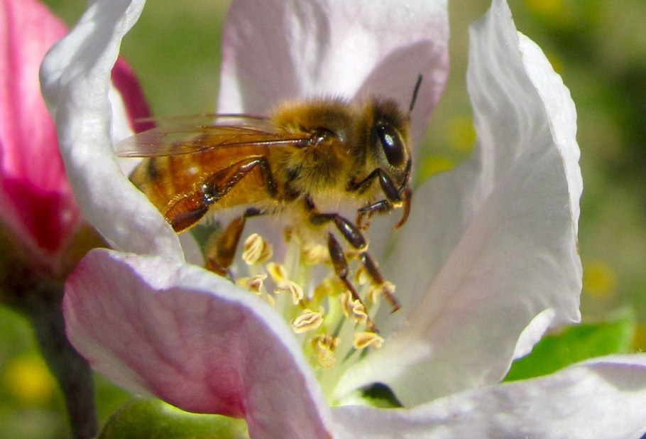 Крупная ветвь цветущей вишни с пчелкой