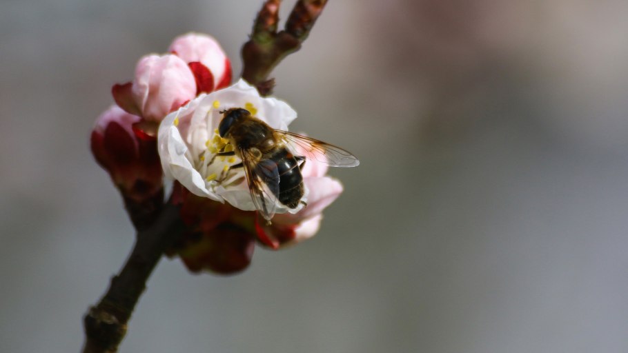 Опыление абрикос песком