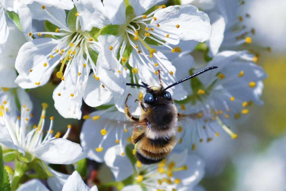 Опыление плоды