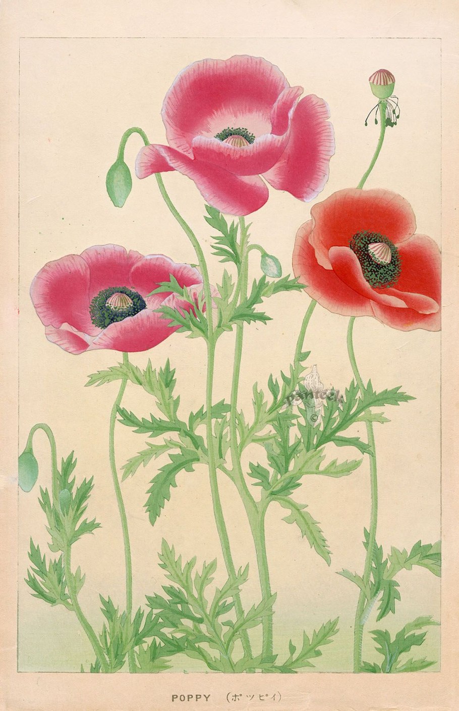 Анемона корончатая Голландия