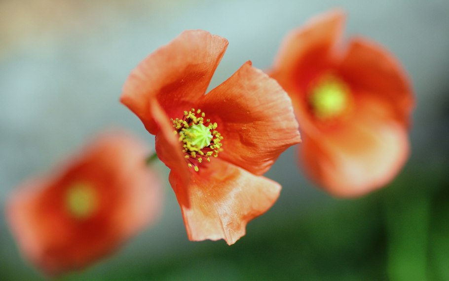 Маки акриловыми красками