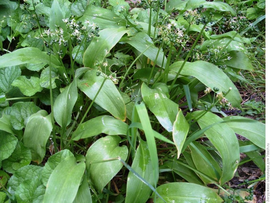 Щавель в банке