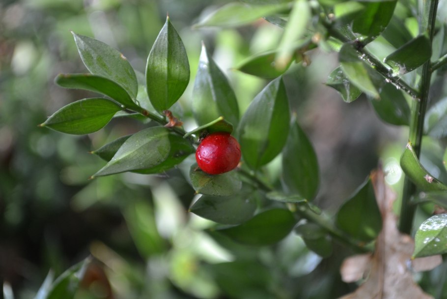 Ruscus aculeatus ареал