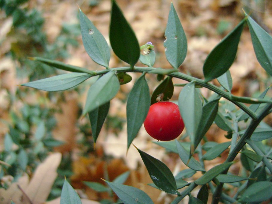 Растение иглица колючая