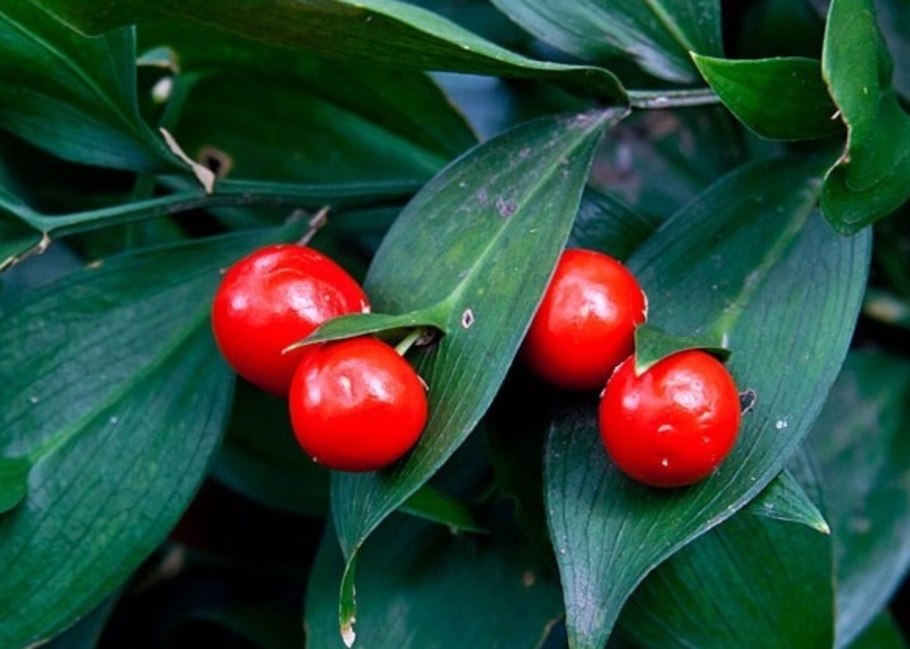 Рускус гипофиллум