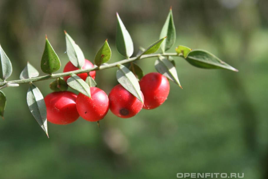 Рускус иглица Колхидская