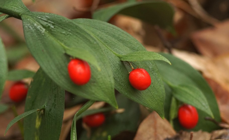 Иглица листья