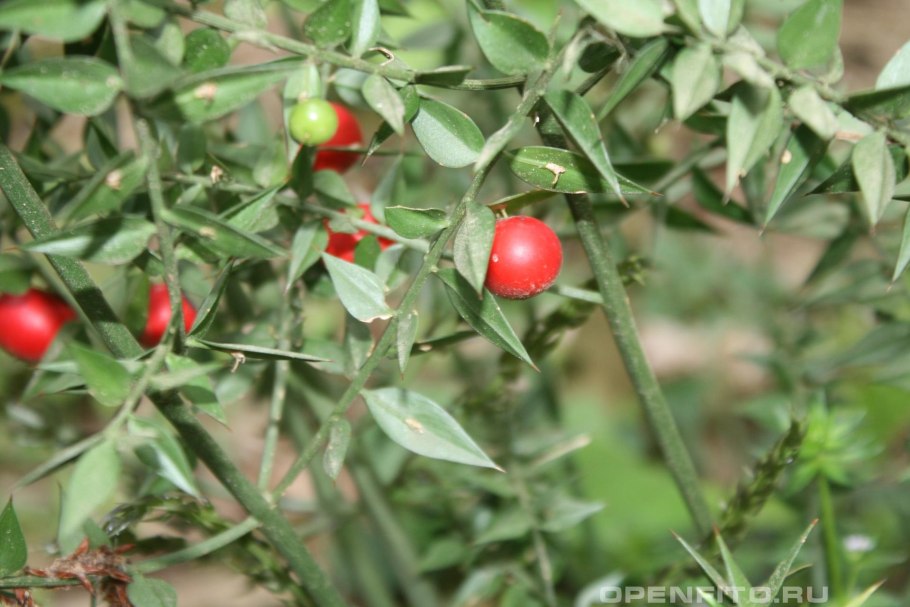 Иглица Кавказская