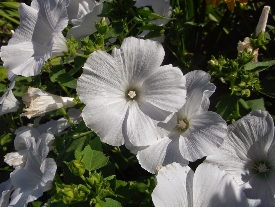 Lavatera trimestris l Silver Cup фото