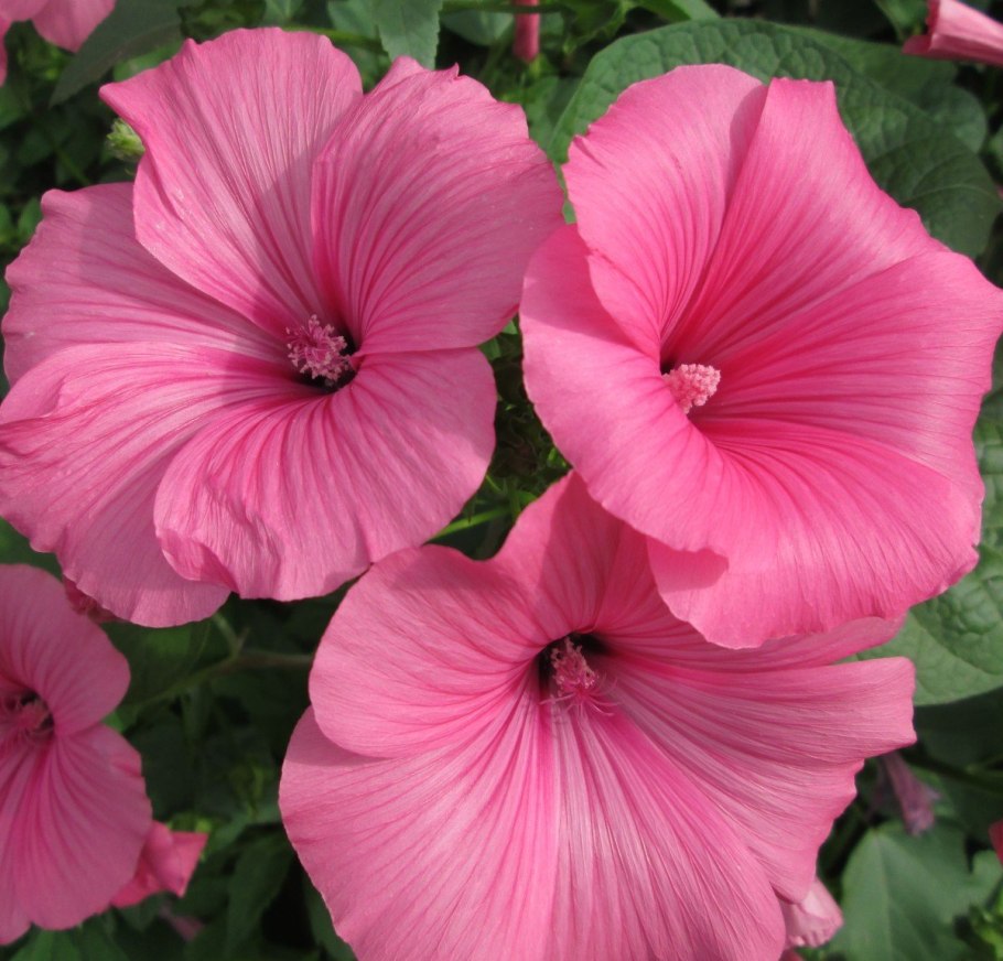 Лаватера тюрингенская многолетняя