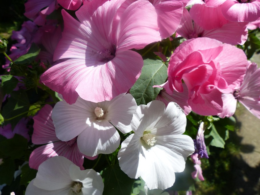 Композиции из лаватеры