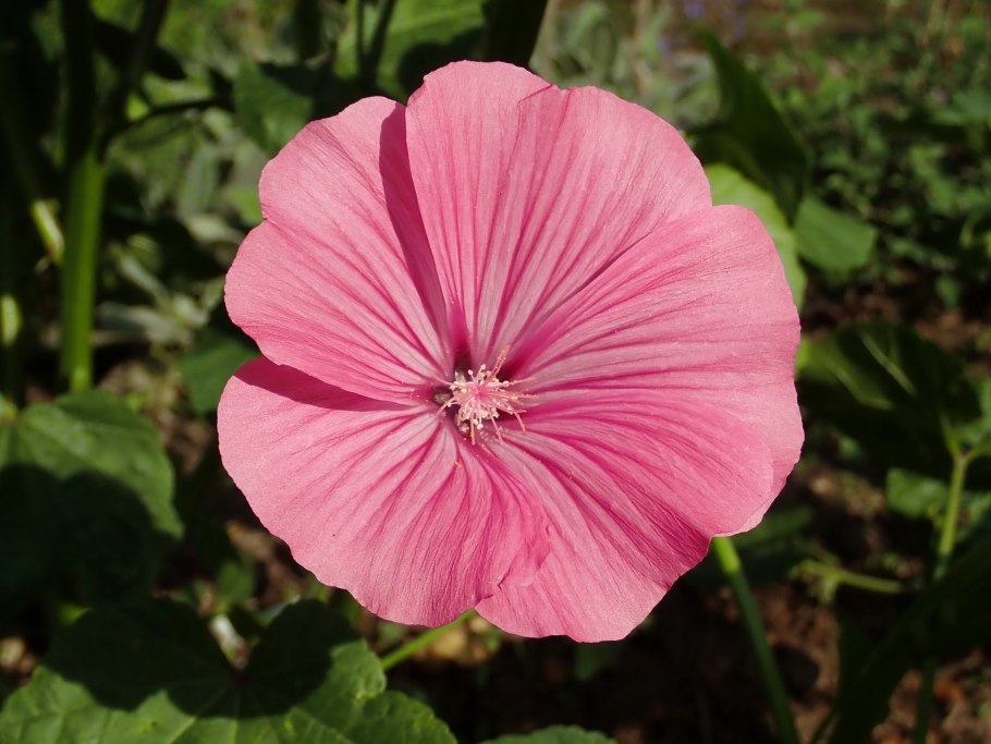 Лаватера подружка