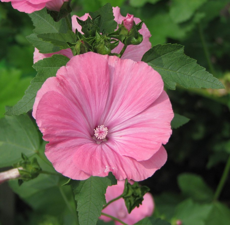 Мальва лаватера