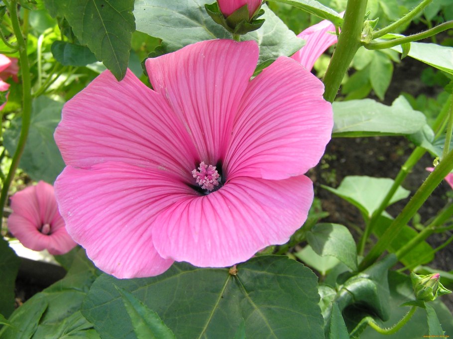 Лаватера серебряная чаша Гавриш