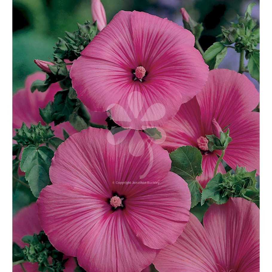 Георгины лаватера