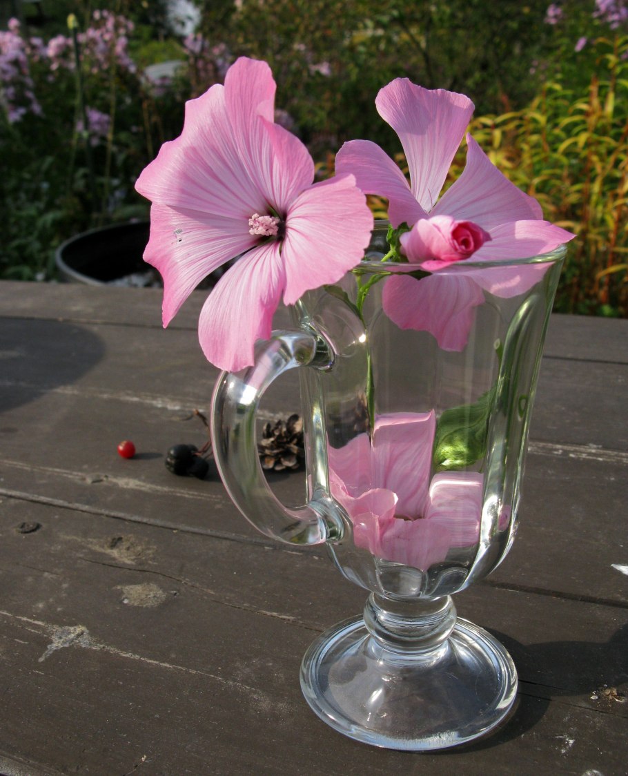 Лаватера Тодороки