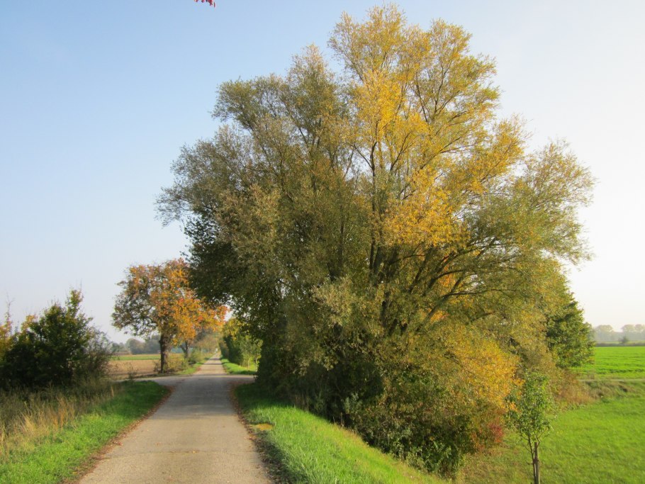 Ива Свердловская плакучая