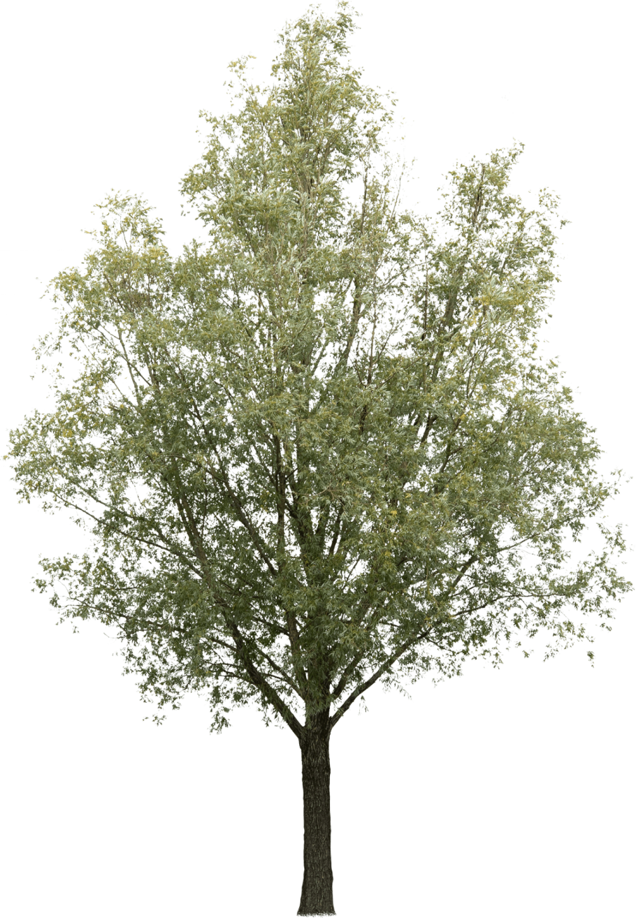 Ива белая Тристис "tristis"