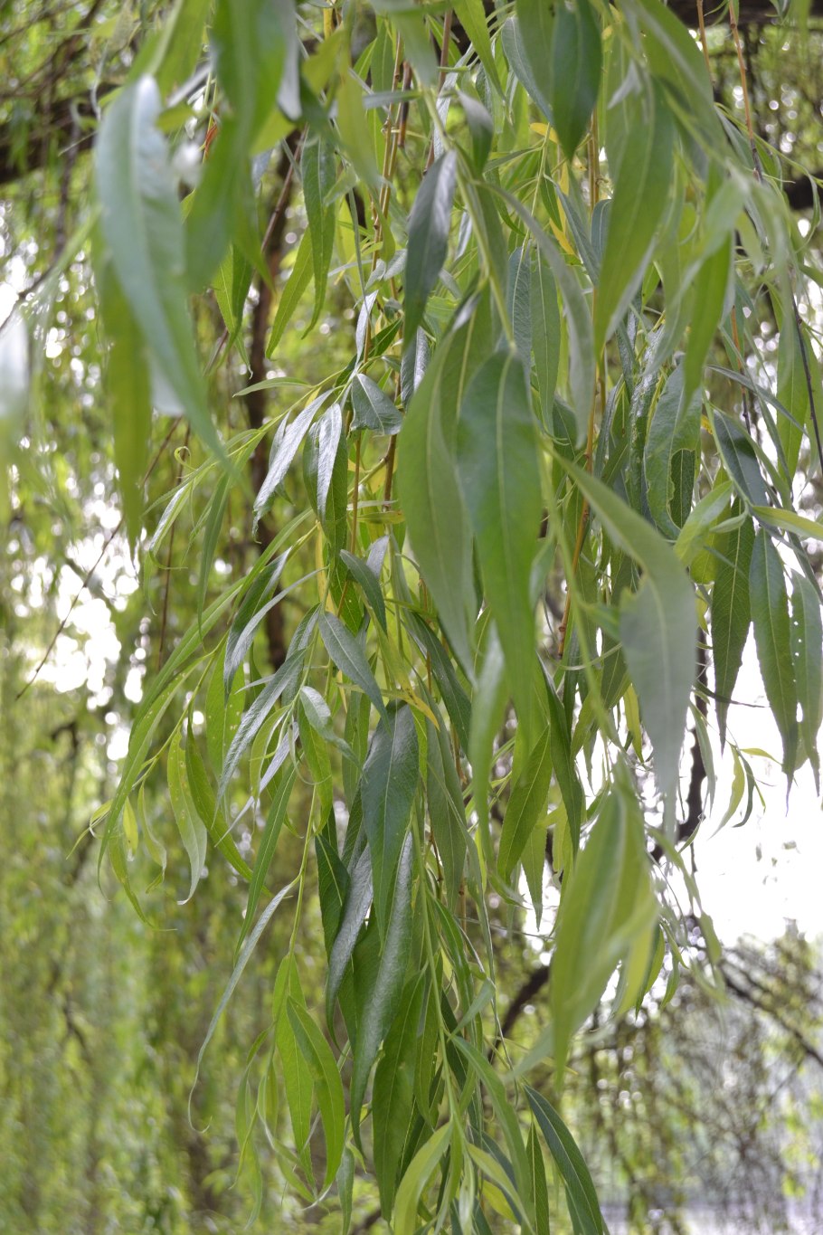 Ива белая (Salix Alba)