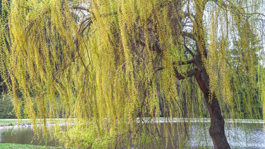 Ива белая (Salix Alba)