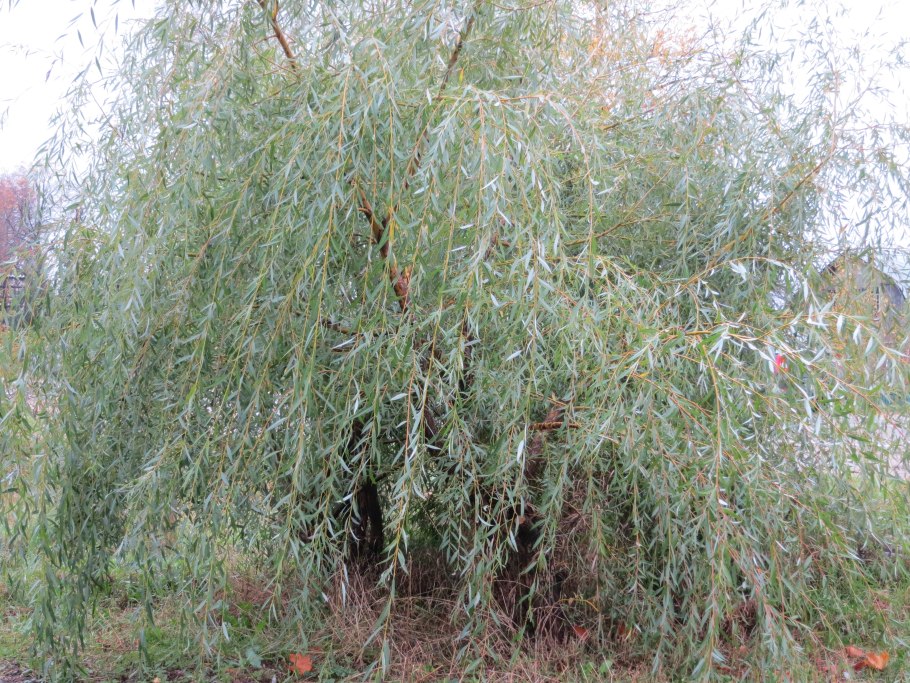 Ива белая (ветла) Salix Alba
