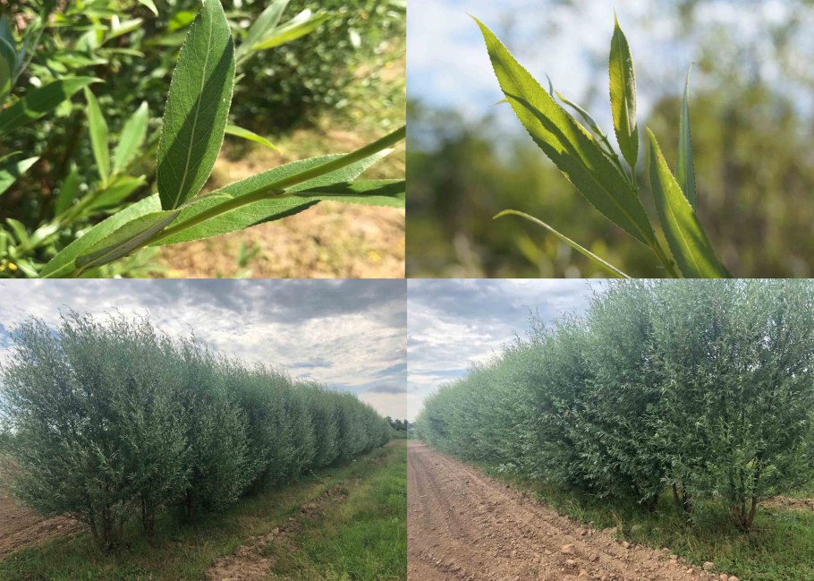 Ива белая (ветла) Salix Alba