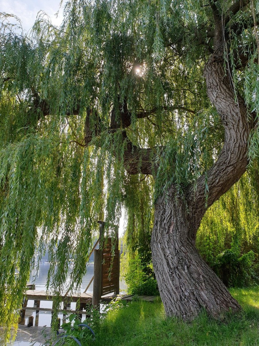 Ива белая плакучая Salix Alba 'pendula'
