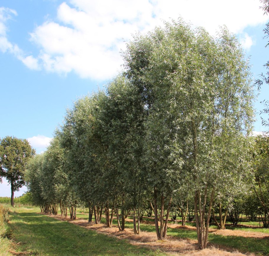 Ива белая (Salix Alba)