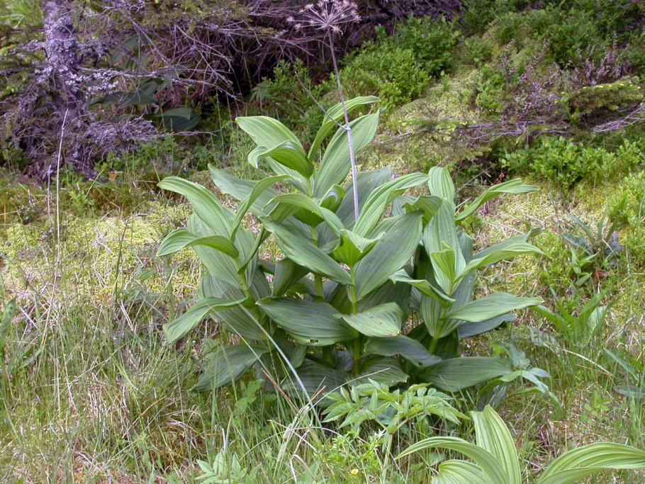 Чемерица Адыгея