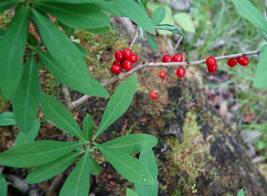 Aconitum / Аконит (борец) ’