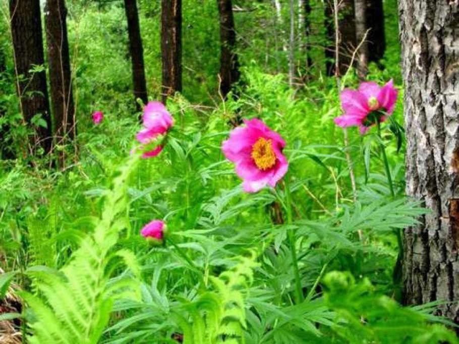 Воронец красноплодный Википедия