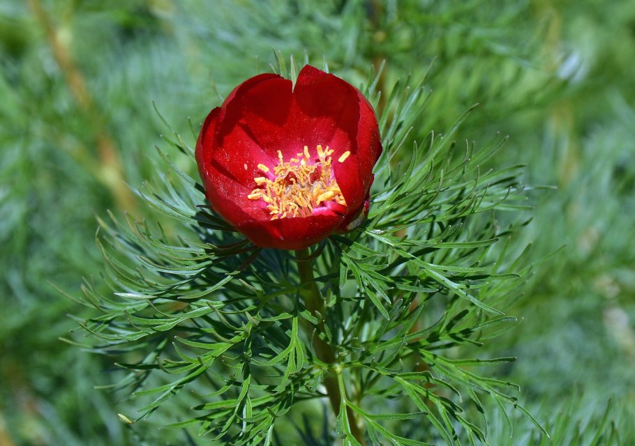 Несъедобные растения в дикой природе