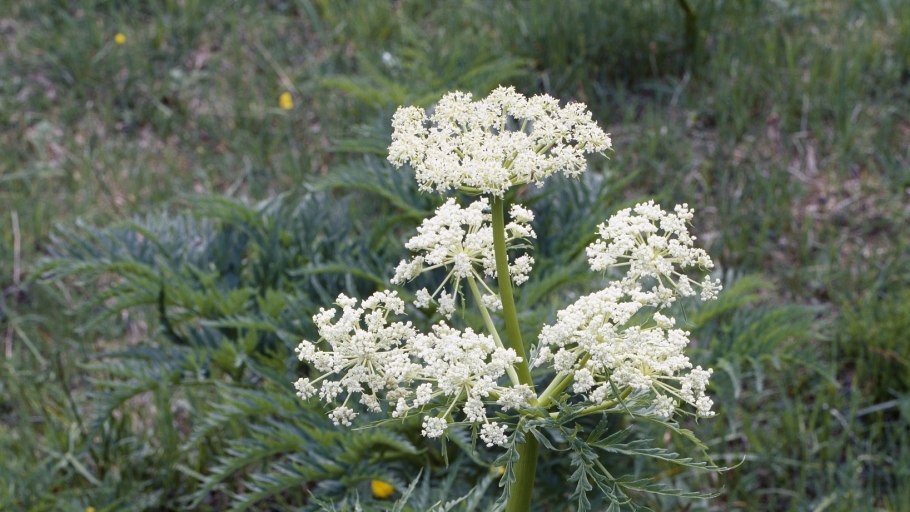 Эспарцет горный Алтай