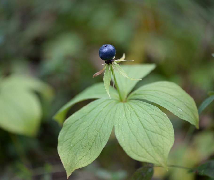 Белена (Hyoscyamus)