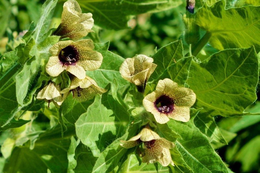 Аконит Иссык Кульский