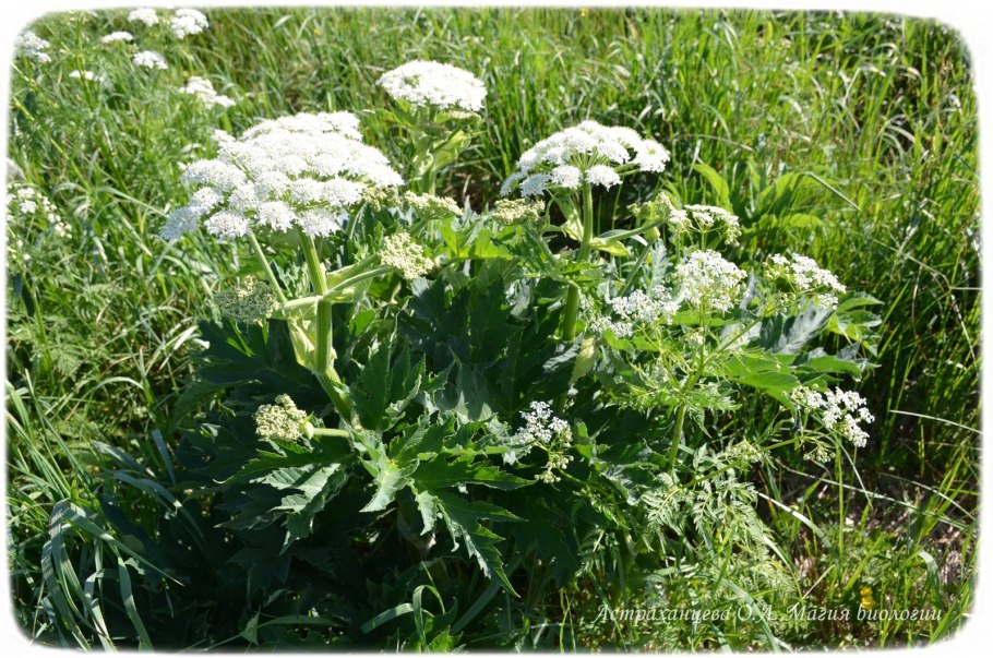 Цикута Сократ