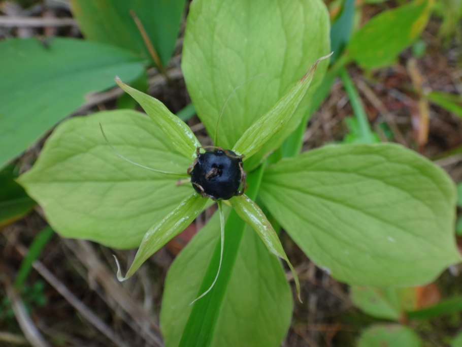 Вороний глаз ягода