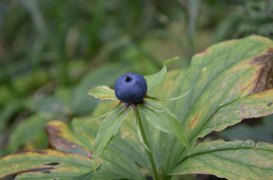 Ядовитые растения горного Алтая
