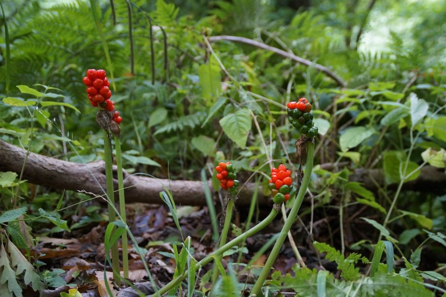 Красная ягода в лесу