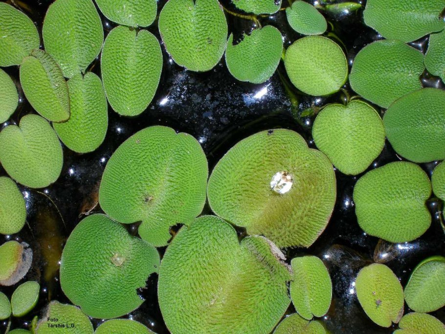 Сальвиния плавающая (Salvinia Natans)