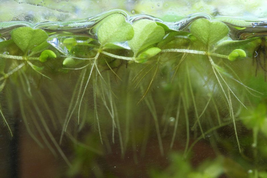 Salvinia Natans