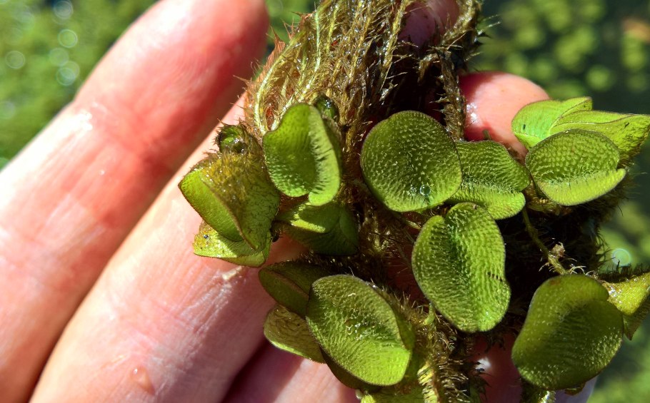 Сальвиния ушастая (Salvinia auriculata)