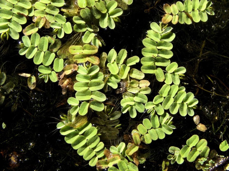 Сальвиния ушастая (Salvinia auriculata)