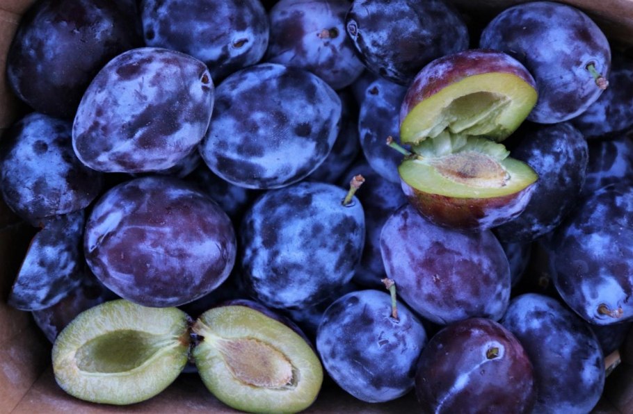 Слива фиолетовая