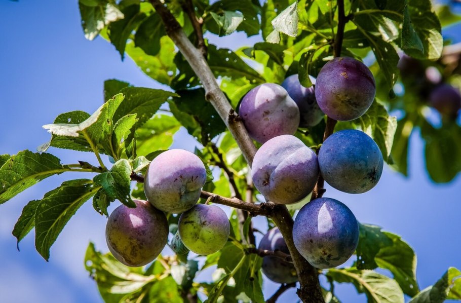 Слива сорт Fresh Plums