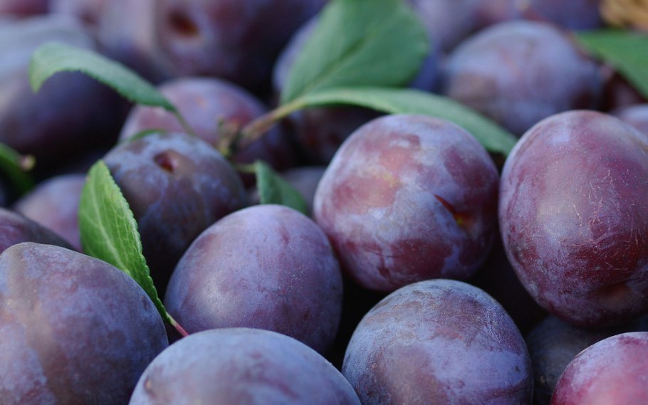 Слива Гармония