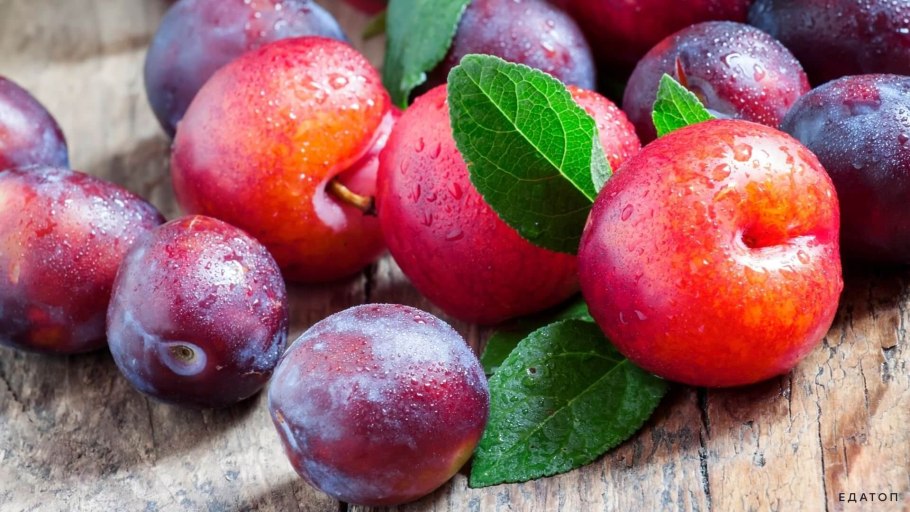 Слива сорт венгерка Московская