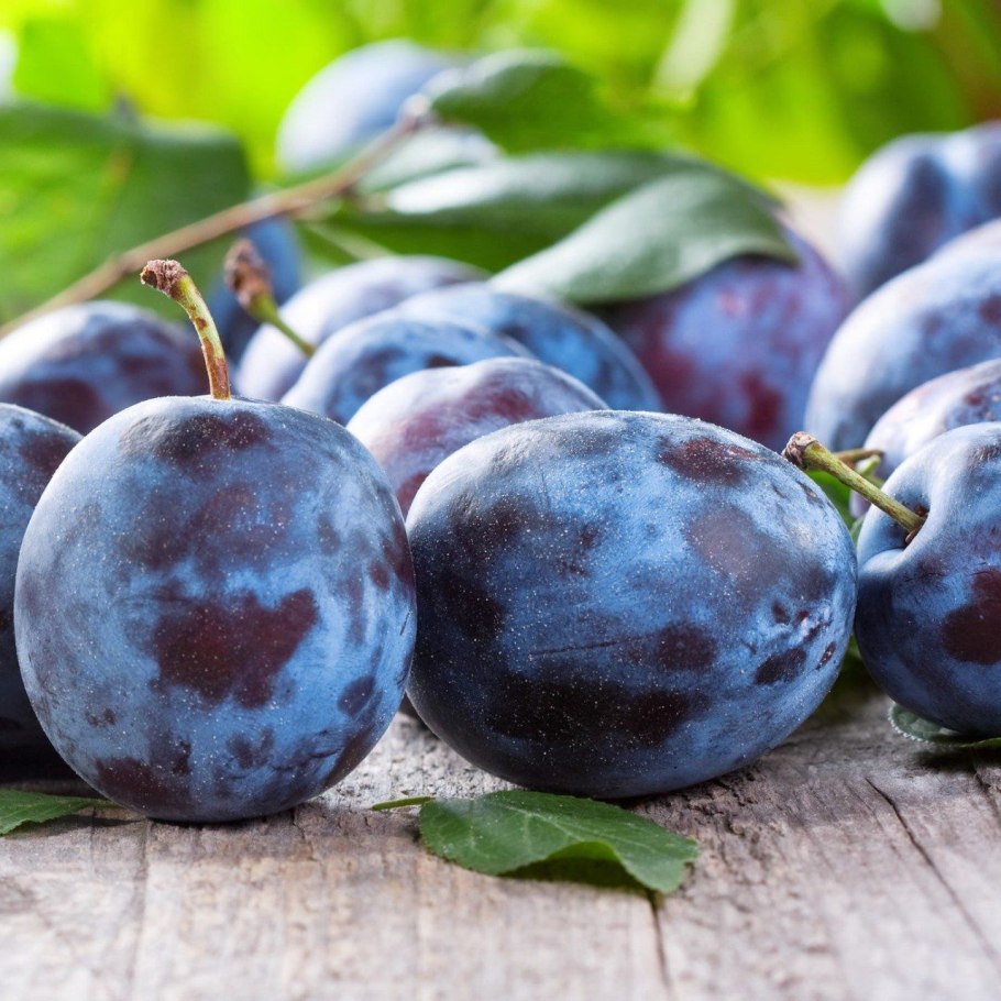 Алыча Сливовидная